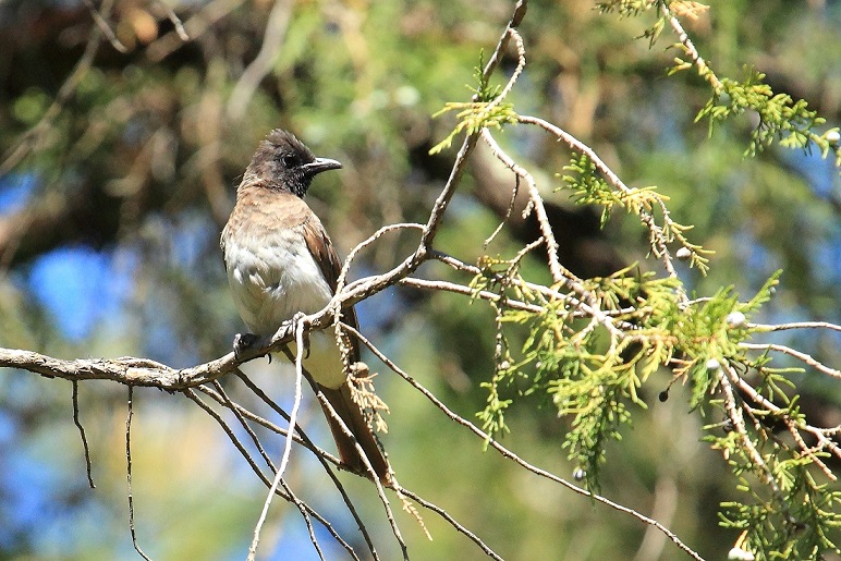 Uccello etiope: Bulbul / Pycnonotus barbatus